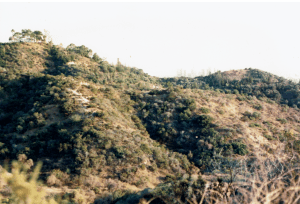 California_Griffith Park 2__Fujicolor 400.png