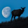 The Full Buck Moon Turns to Partial Lunar Eclipse Happening Overnight