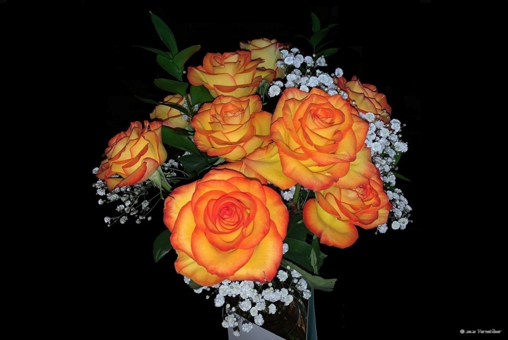 Flower_French Romantic Rose.jpg