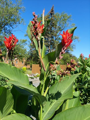 Red Canna Lily__20210905_104353.jpg