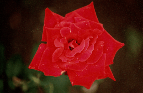 Featured Photo: Flower of the Day – Red Rose