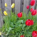 Tulips-Red & Yellow Landscape__20190510_181621.jpg