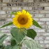 Sunforest Mix Sunflowers.jpg