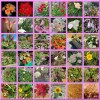 Flower-of-the-Day-2021-Montage__1024x1024px.jpg