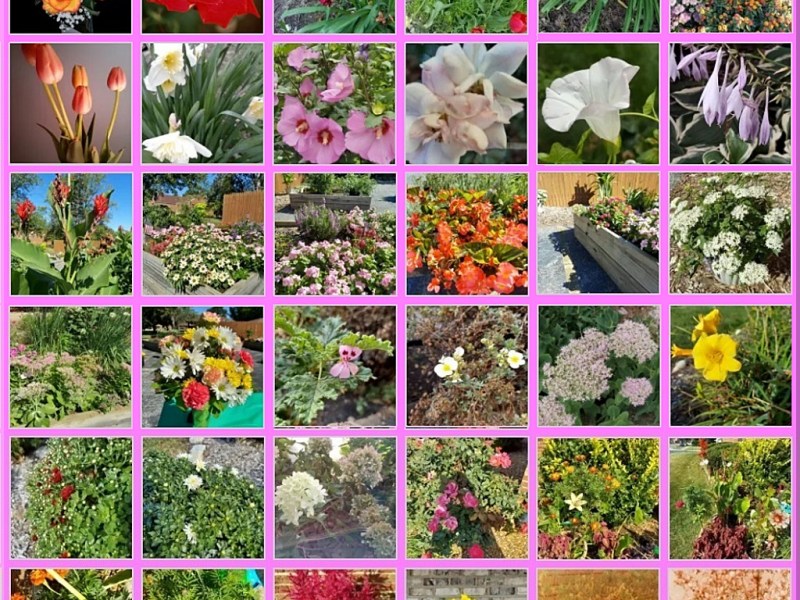 Flower-of-the-Day-2021-Montage__1024x1024px.jpg