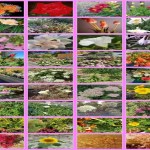 Flower of the Day 2021 Montage__Landscape