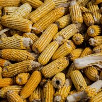 bunch-of-corn-cob-1459331 corn_chips_1643755997.jpeg Livier Garcia at Pexels