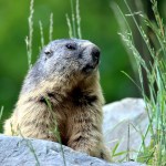 a-rodent-on-gray-rock-8044378 groundhog_1643856908.jpeg patrice schoefolt at Pexels