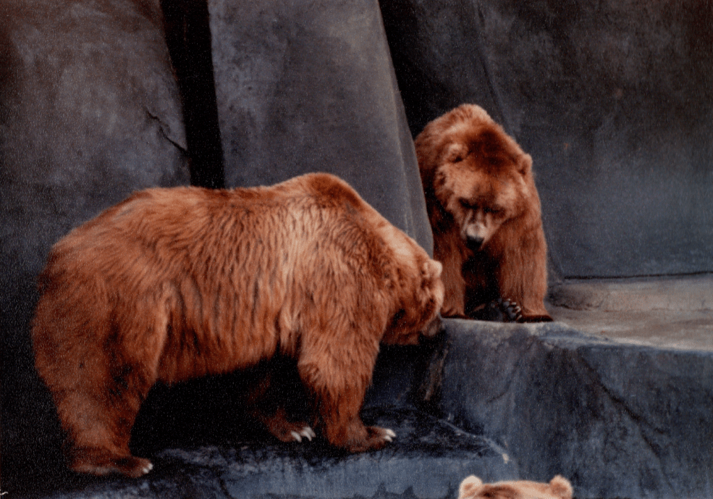 Kodiak Bear__Brookfield Zoo.png