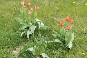 Featured Photo: Flower of the Day – The 2nd Presentation of Multi-colored Tulips