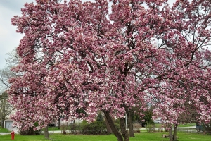 Featured Photo: Flower of the Day – Large Saucer Magnolia (Tree)