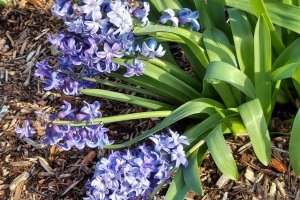 Featured Photo: Flower of the Day – The Orientalis Delft Blue Hyacinth