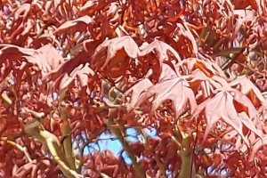 Featured Photo: Flower of the Day – The Japanese Lipstick Maple Gable Glory