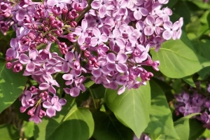 Featured Photo: Flower of the Day – The Common Purple Lilac