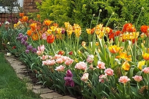 Featured Photo: Flower of the Day – The 4th Presentation of Multi-colored Tulips
