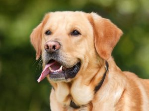 Labrador Retriever Close Up__lunapic.jpg