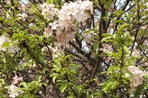 Featured Photo: Flower of the Day – The Doubleflower Chinese Crabapple Tree