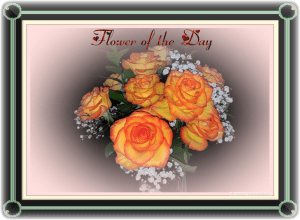 Flowerof the Day.png