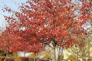 Featured Photo: The Beauty of Fall Color – The Same Red Sunset Maple Tree a Week Later