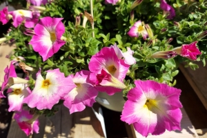 Featured Photo: Flower of the Day – The Picobella Rose Morn Petunia