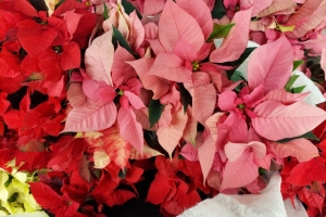 Featured Photo: Christmas Flower of the Day – Bouquet #8