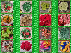 Featured Photos Montage - Christmas Flower of the Day - 2022.jpg