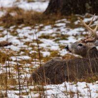 trophy-white-tailed-odocoileus-virginianus-buck-bedded-down-during-winter-in-wisconsin-14770302 Wisconsin_1676577953.jpeg Aaron J Hill at Pexels