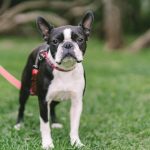 a-boston-terrier-on-the-grass-8415166 Boston_terrier_1679633629.jpeg SHVETS production at Pexels