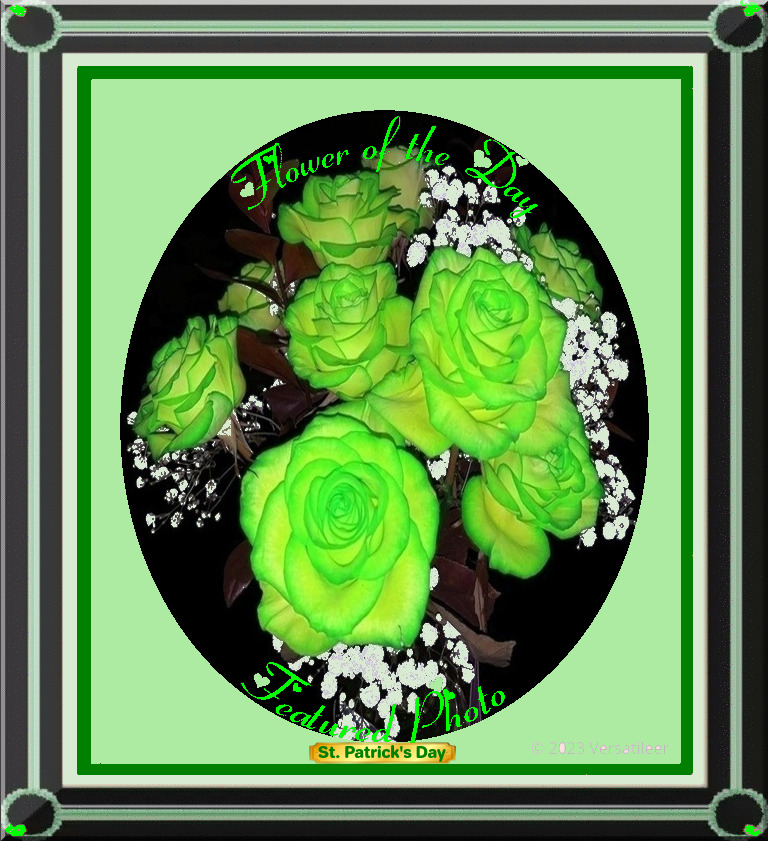 Flower of the Day_St Patrick's Day '23.jpg