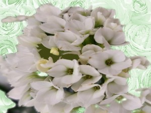 St. Patrick's Day Flower of the Day '23 #1.jpg