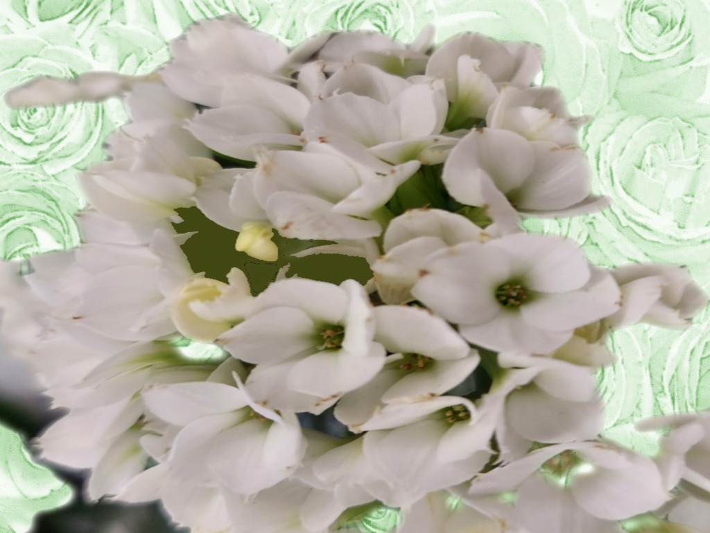 St. Patrick's Day Flower of the Day '23 #