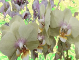 St. Patrick's Day Flower of the Day '23 #2.jpg