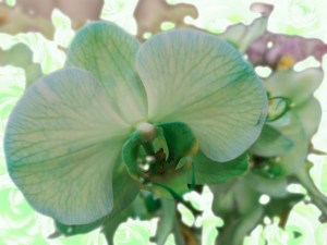 St. Patrick's Day Flower of the Day '23 #3.jpg