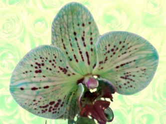 St. Patrick's Day Flower of the Day '23 #4.jpg