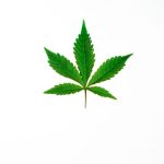 photo-of-cannabis-on-white-background-7668042 marijuana_1682032352.jpeg Kindel Media at Pexels