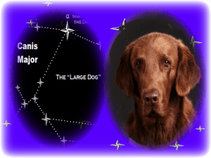 Dog Days of Summer_Canis Major Labrador Retriever__2023.png