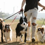 unrecognizable-woman-walking-dogs-on-leashes-in-countryside-7210754 dog_1693099671.jpeg Blue Bird at Pexels