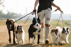 International Dog Day  – 2023