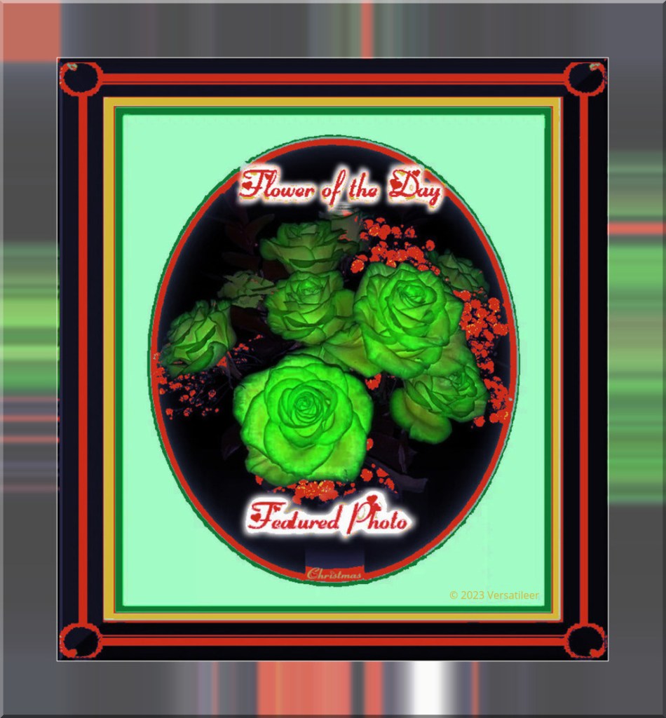 Christmas Flower of the Day '23.jpg