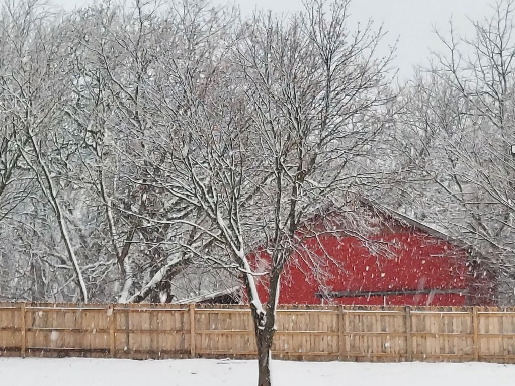 Featured Photo: Winter Weather Special – Snow on Trees and Country Barn, Bartlett