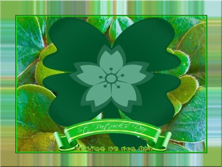 St. Patrick's Day Flower of the Day '24.jpg