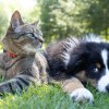 a dog and a cat laying in the grass