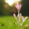 closeup photography of flower on grass,jpg