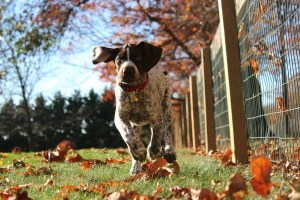 dog running beside a fence.jpg