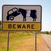 Beware of the Cow.jpg