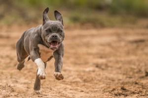 grey and white short coat small dog running on brown field during daytime.jpg