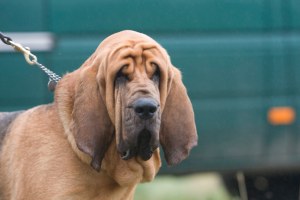 Bloodhound Trials Feb 2008 -79.jpg