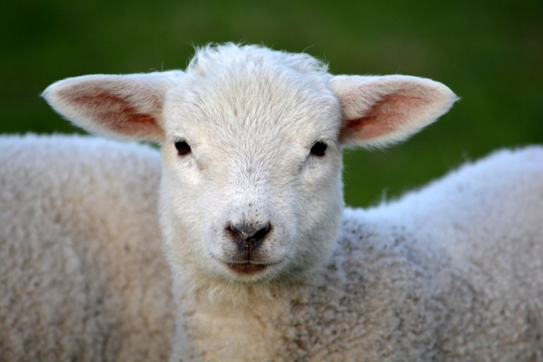 Free lamb image.webp