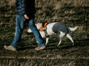 man in black jacket and blue denim jeans walking with white and black short coated dog.jpg