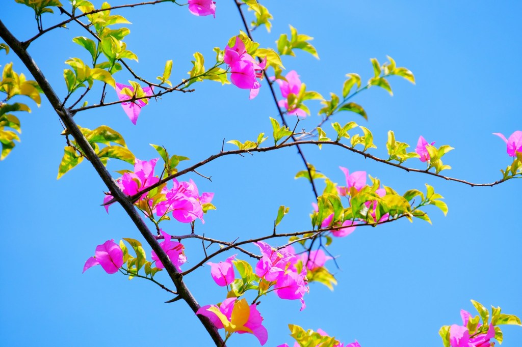 pink and green flower under blue sky during daytime.jpg